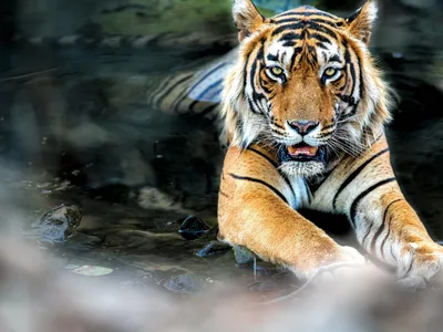 Обои Отдых тигра в воде, лицо, вид спереди 3840x2160 UHD 4K Изображение