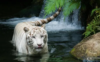 Скачать обои Красивый белый тигр в воде (Вода, Белый тигр) для рабочего  стола 1920х1200 (16:10) бесплатно, Фото Красивый белый тигр в воде Вода,  Белый тигр на рабочий стол. | WPAPERS.RU (Wallpapers).