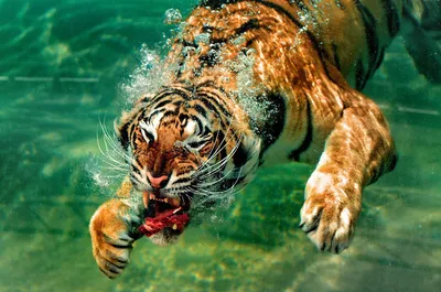 Подводный тигр - 34 фото