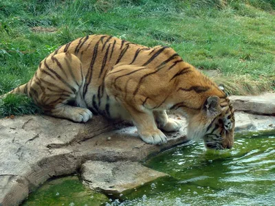 Картинка Тигр пьет воду » Тигры » Животные » Картинки 24 - скачать картинки  бесплатно