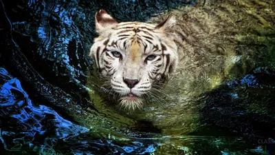Тигр (50 фото)