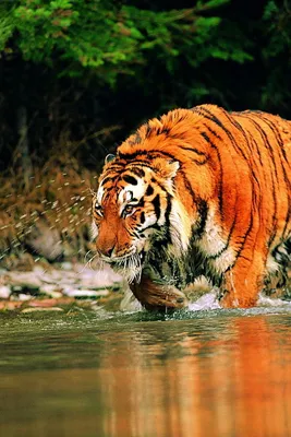 Скачать 800x1200 тигр, охотится, вода обои, картинки iphone 4s/4 for  parallax