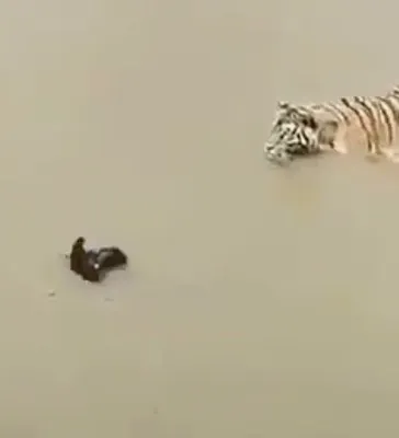 Смелая утка \"затроллила\" тигра в мутной воде: убойное видео покоряет Сеть