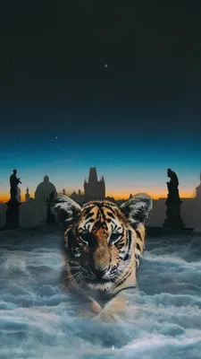 Обои тигр, бенгальский тигр, кошачьих, живая природа, вода для iPhone  6S+/7+/8+ бесплатно, заставка 1080x1920 - скачать картинки и фото