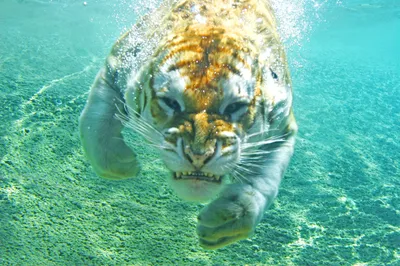 Тигр под водой: обои, фото, картинки на рабочий стол в высоком разрешении