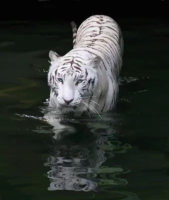 Фото Белый тигр в воде, by QuietLittleLeaf
