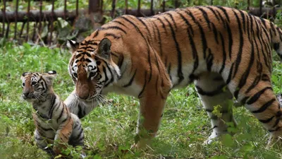 Собирать пазлы онлайн - Тигрица с тигрёнком
