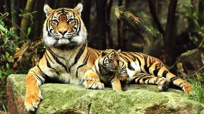 В Еврейской АО тигрица с тигрёнком повадились совершать туры в Китай - ИА  REGNUM