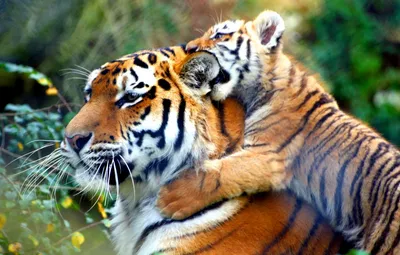 Картинка Тигрица и тигренок » Тигры » Животные » Картинки 24 - скачать  картинки бесплатно