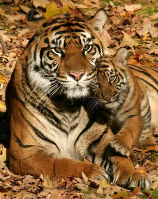Тигрица с тигрятами - 49 фото