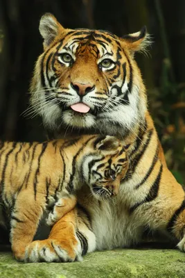 Фотообои \"Тигрица с тигренком\" - Арт. 180471 | Купить в интернет-магазине  Уютная стена