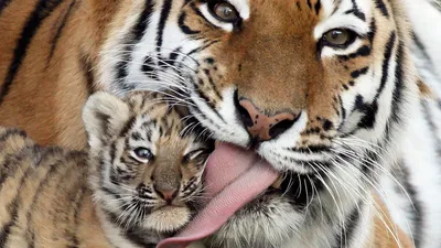 Тигр тигрица и тигренок - 58 фото