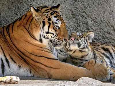 Амурская тигрица Лаура с тигренком | Пикабу