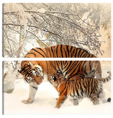 Тигр и тигрица рисунок - 69 фото