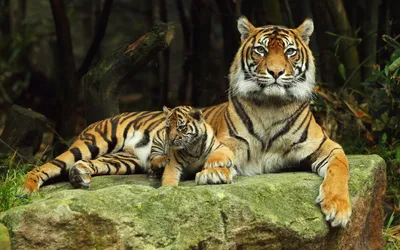 Картинка Тигрица с тигренком » Тигры » Животные » Картинки 24 - скачать  картинки бесплатно