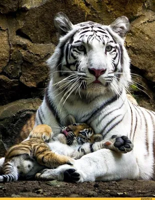 Белая тигрица с рыжим тигрёнком. / тигрёнок :: фото :: тигрица :: котэ  (прикольные картинки с кошками) / смешные картинки и другие приколы:  комиксы, гиф анимация, видео, лучший интеллектуальный юмор.