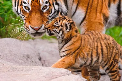 Тигрица и тигренок идут вместе | Обои для телефона