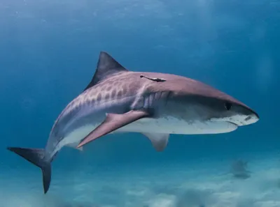 Глобальное потепление изменило миграции тигровых акул — Naked Science