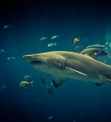 Рыбаки сняли на видео схватку тигровой акулы с молот-рыбой