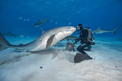 Это Тигровая акула лицом к лицу с дайвером | Пикабу