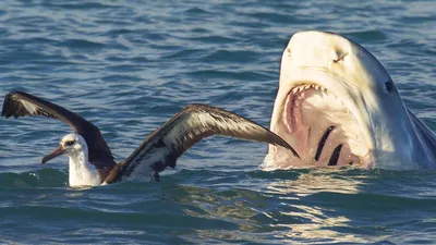 Тигровая акула – Свирепый подводный Монстр! Охотится на тюленей, глотает  птиц и поедает китов! - YouTube
