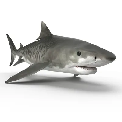 Тигровая акула для Майи 3D Модель $99 - .ma - Free3D