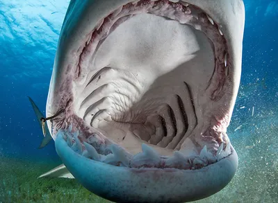Видео: на глазах у людей тигровая акула разорвала и съела корову ∞ Лагуна  акул