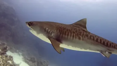 Тигровая, шелковая акулы и лонгиманус в Египте! - YouTube