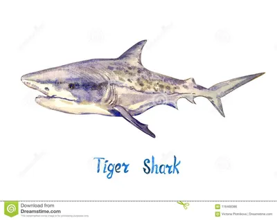 Тигровая акула, изолированная на белой предпосылке Иллюстрация штока -  иллюстрации насчитывающей море, акула: 116468386