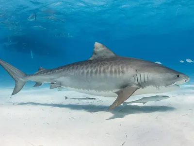 Тигровая акула проглотила камеру и продемонстрировала свои внутренности | В  мире