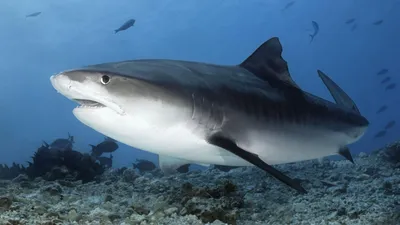Интересные факты о тигровой акуле | Пикабу