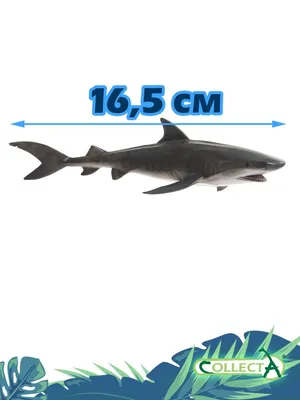 Тигровая акула Реквием акул Большая белая акула Акула атакует Lamnidae,  Голодные Бродяги, другие, позвоночные, морская биология png | PNGWing