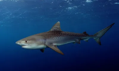 Тигровая акула с камерой показала океанологам, как охотится