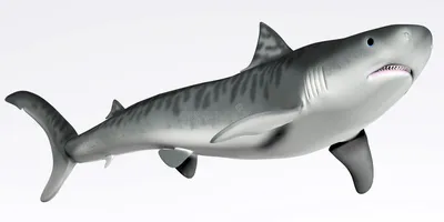 Первое в мире рождение тигровой акулы в неволе (видео) ∞ Лагуна акул