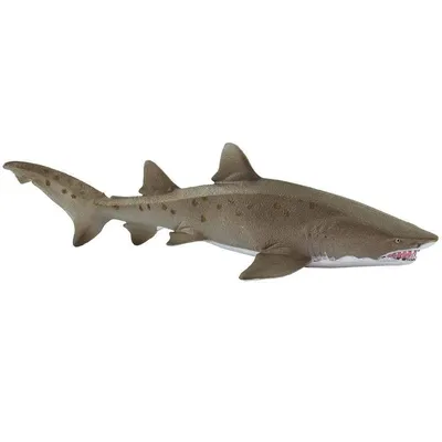 Тигровая акула Low Poly 3D модель - Животные на Hum3D