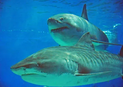 Интересные факты о тигровых акулах - Greenworld.today - эконовости и  экохитрости