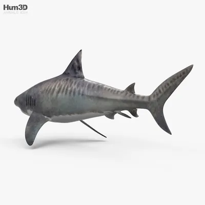 Фигурка Тигровая акула 19.5см — купить в интернет-магазине OZON с быстрой  доставкой