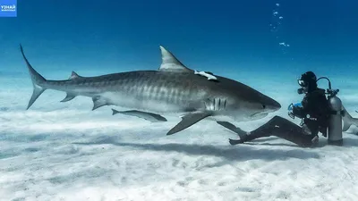 Тигровая Акула – Одна из Самых Опасных! Почему Акулы Нападают на Людей? -  YouTube