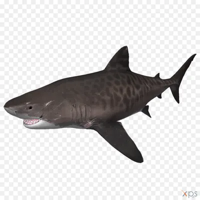 Китовая акула - самая большая рыба. Сайт про зверей - ZveroSite.ru