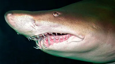 У берегов Австралии четырехметровая тигровая акула напала на человека