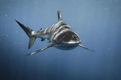 BB.lv: Видео: гигантская тигровая акула выслеживает добычу возле пляжа