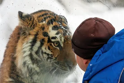 Тигры и львы из Новосибирского зоопарка обживают обновленные вольеры