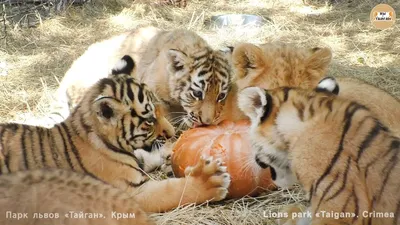 Львы и тигры напали на тыкву 🤣 Тайган. Lions \u0026 tigers attacked pumpkin 🤣  Taigan - YouTube