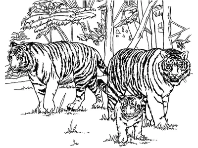 Раскраски животные, Раскраска Тигры и львы Дикие животные.