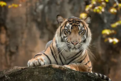 7 интересных фактов о тиграх