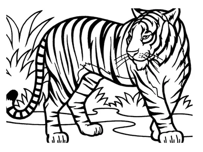 Раскраски тигры, Раскраска Тигры и львы Дикие животные.