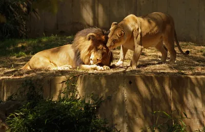 В зоопарке Вашингтона больные коронавирусом тигры и львы отказались есть  мясо | РБК Стиль