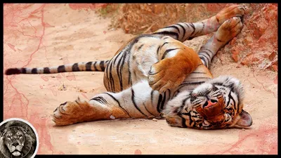 Amur Tiger kills Leo, who stood in his way / Lion vs Tiger - YouTube