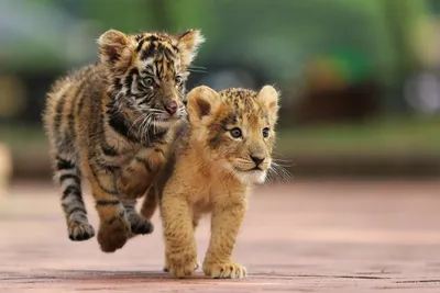 Детеныш льва и тигра | Смотреть 15 фото бесплатно