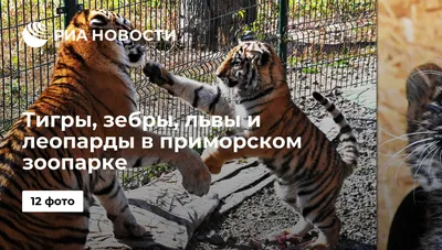 Тигры, зебры, львы и леопарды в приморском зоопарке - РИА Новости,  16.10.2018